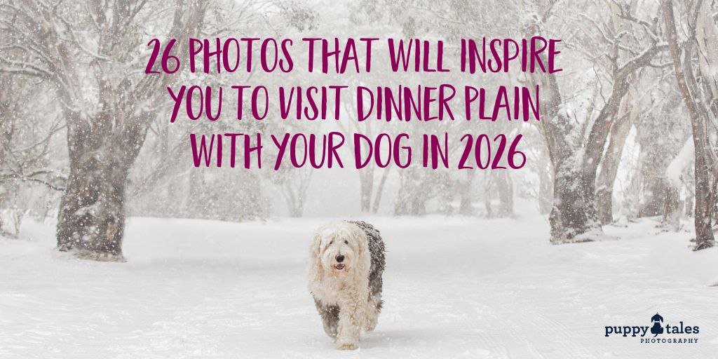 26 Photos that will inspire you to visit Dinner Plain with your dog in 2026 Title