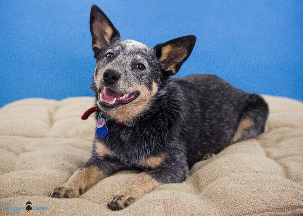 Paw it Forward: Good Deeds with Dogs