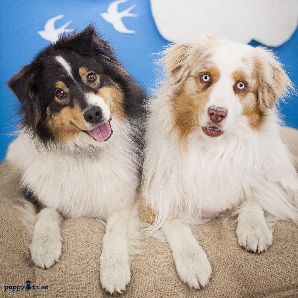 Paw it Forward: Good Deeds with Dogs