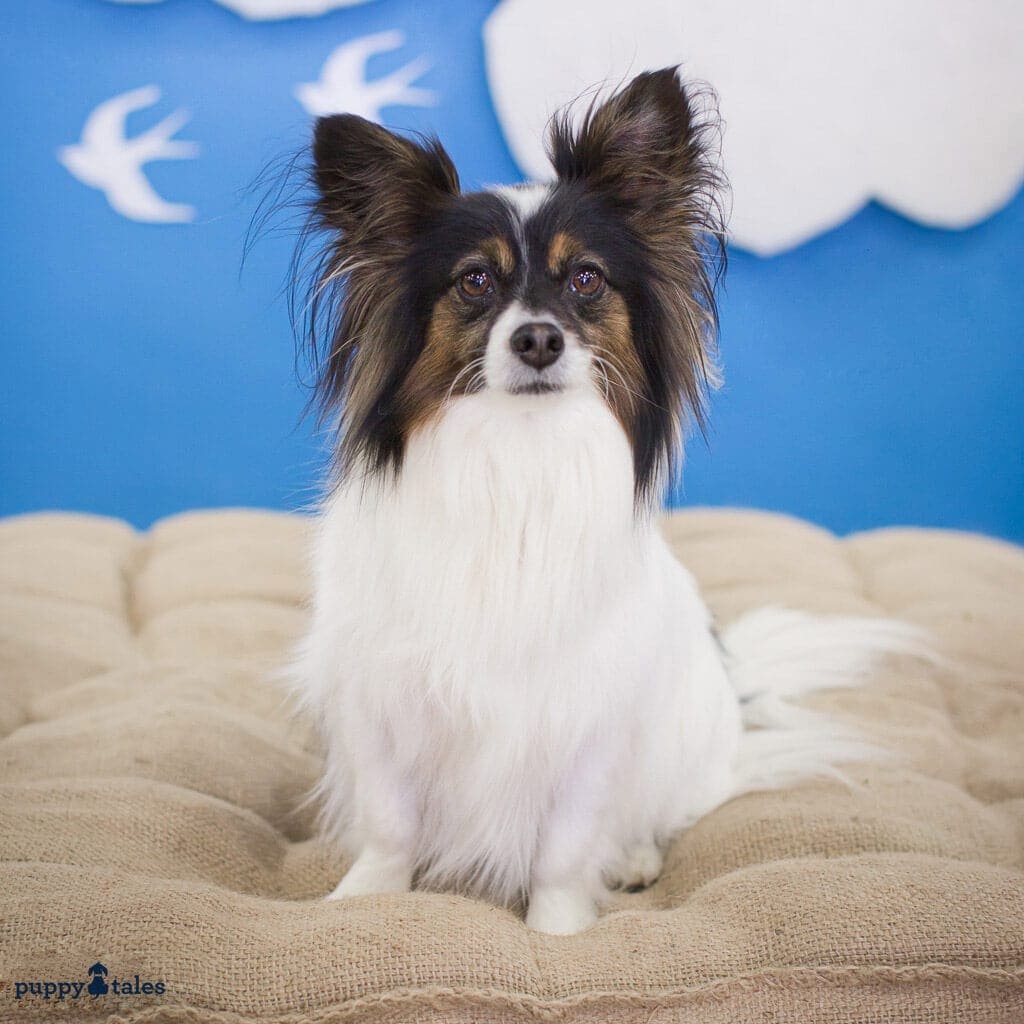 Paw it Forward: Good Deeds with Dogs