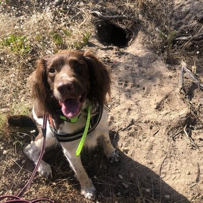 Aust dog of the year 2024 finalist Nessie