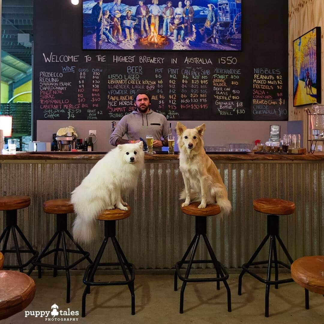 Pawsitive Travel With Dogs Gourmet Experiences Dogs About Town Brewery Visit