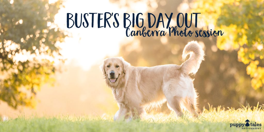 Autumn in Canberra is perfect for this photo of a Golden Retriever