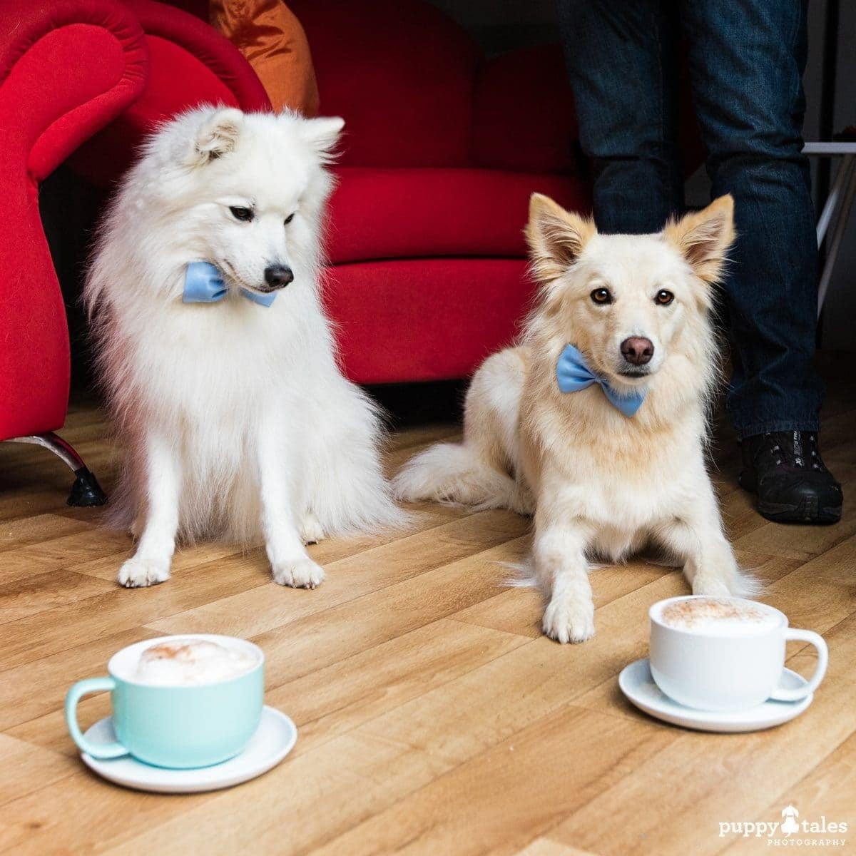 Pawsitive Travel With Dogs Gourmet Travel