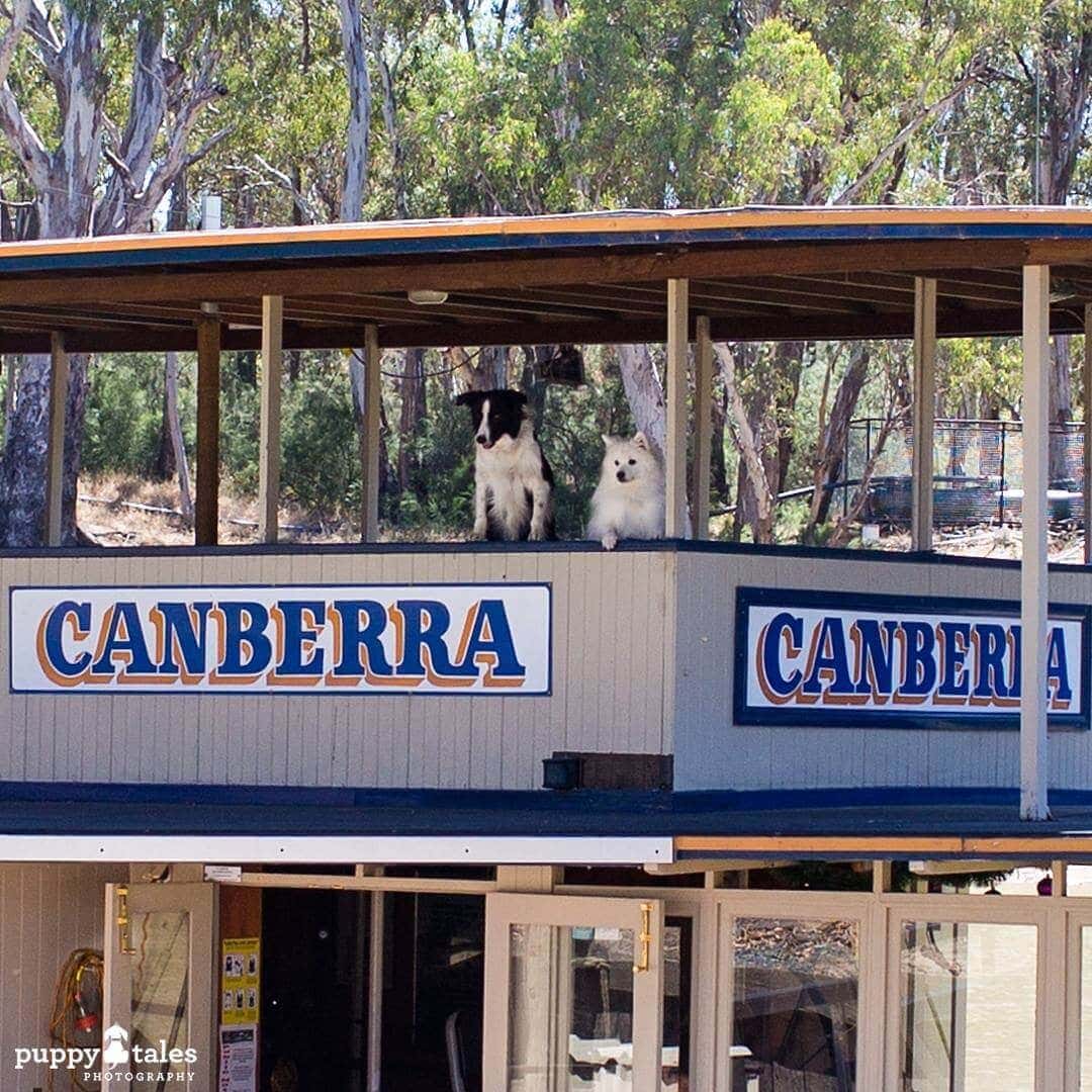 Pawsitive Travel With Dogs Dogs About Town Cruising