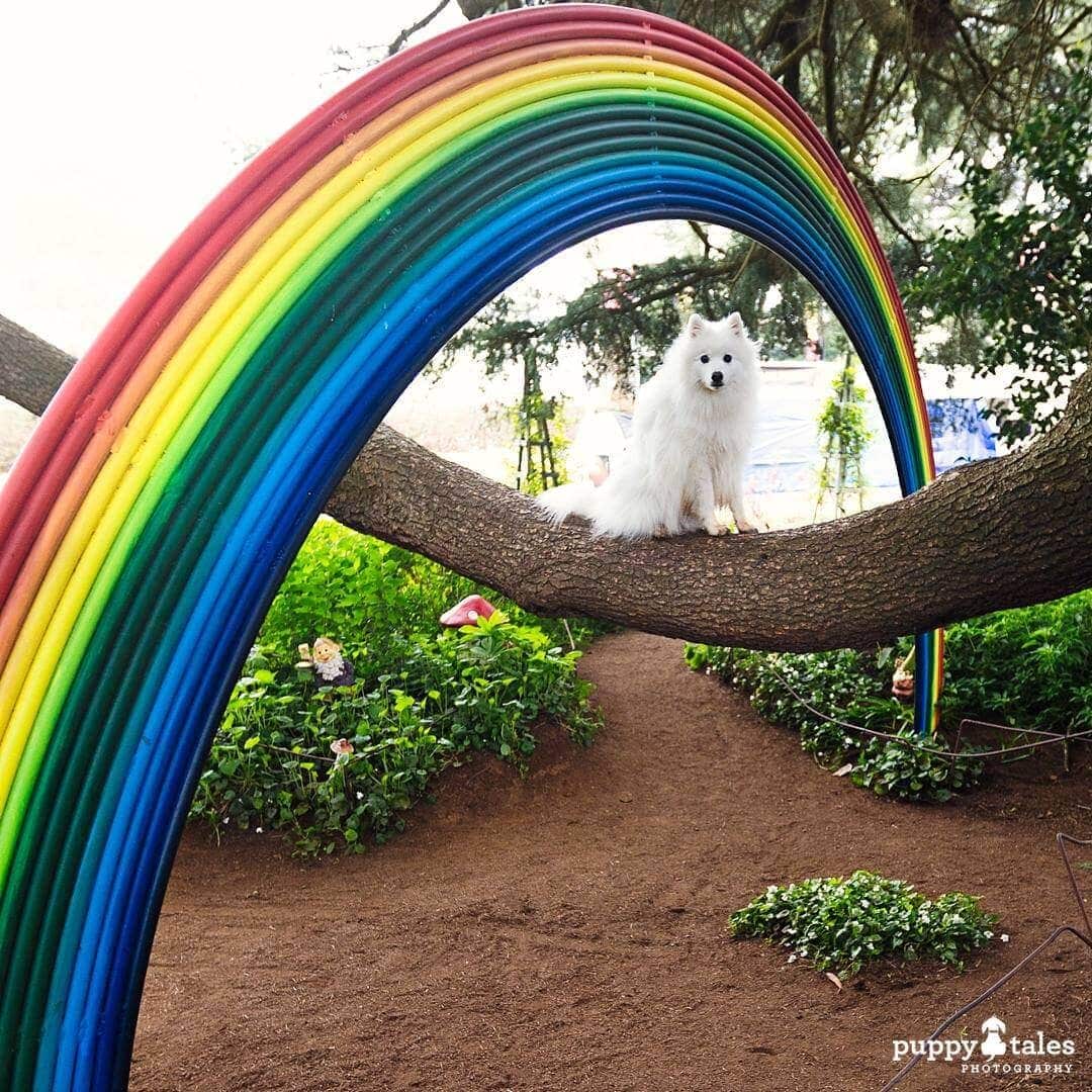 Pawsitive Travel With Dogs Dogs About Town Dog Friendly Attractions