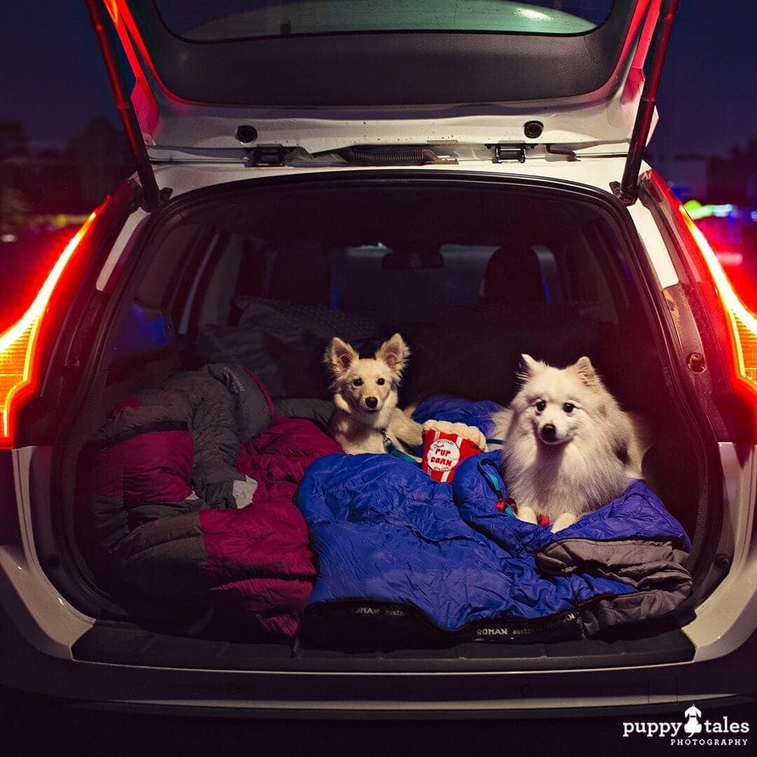 Pawsitive Travel With Dogs Dogs About Town Drive Ins & Outdoor Cinemas