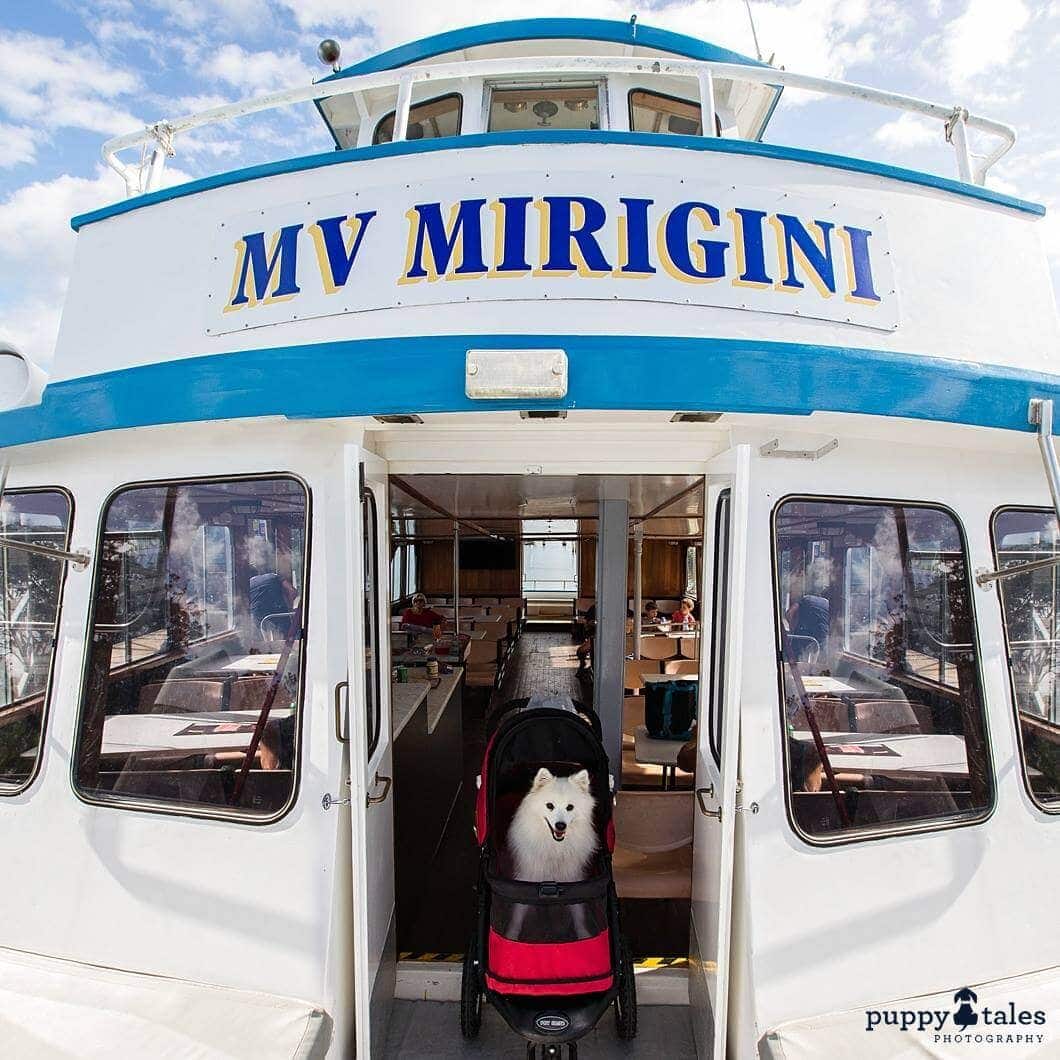 Pawsitive Travel With Dogs Dogs About Town Ferry Ride