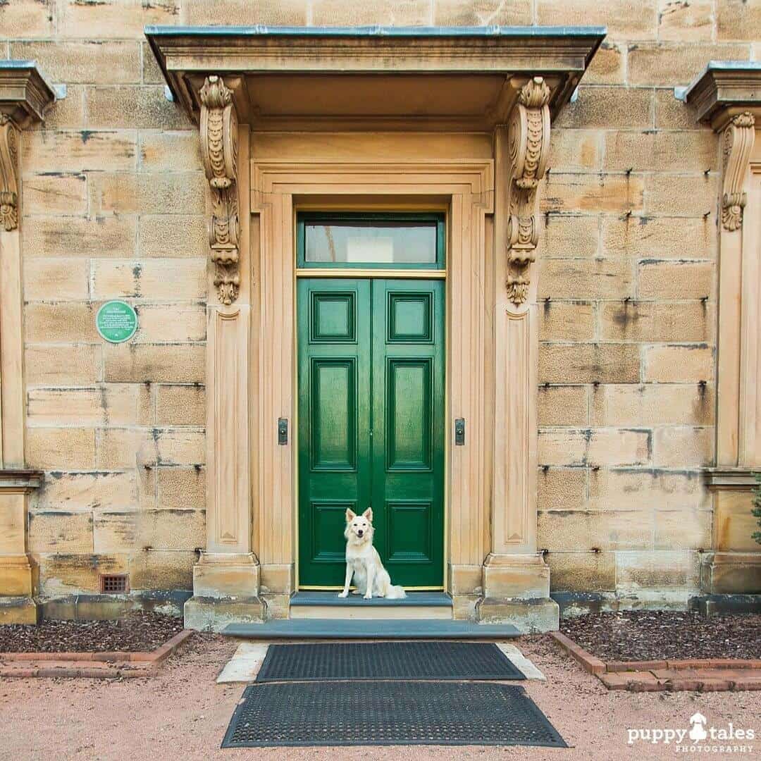 Pawsitive Travel With Dogs Dogs About Town Historic Tours