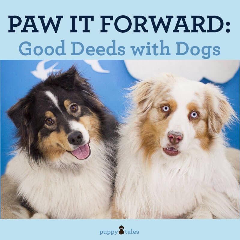 Title graphic for Puppy Tales blogs on Paw it Forward good deeds with Dogs