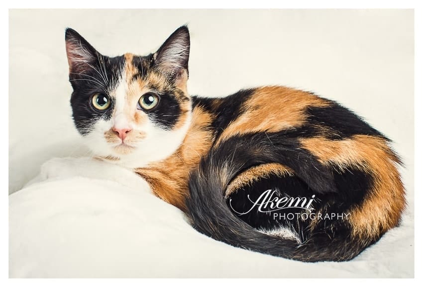 melbourne-studio-cat-photography