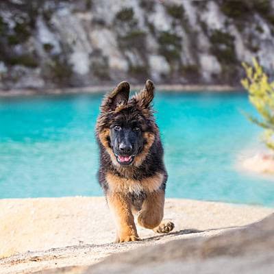 puppytalesphotography bear bluelake 5