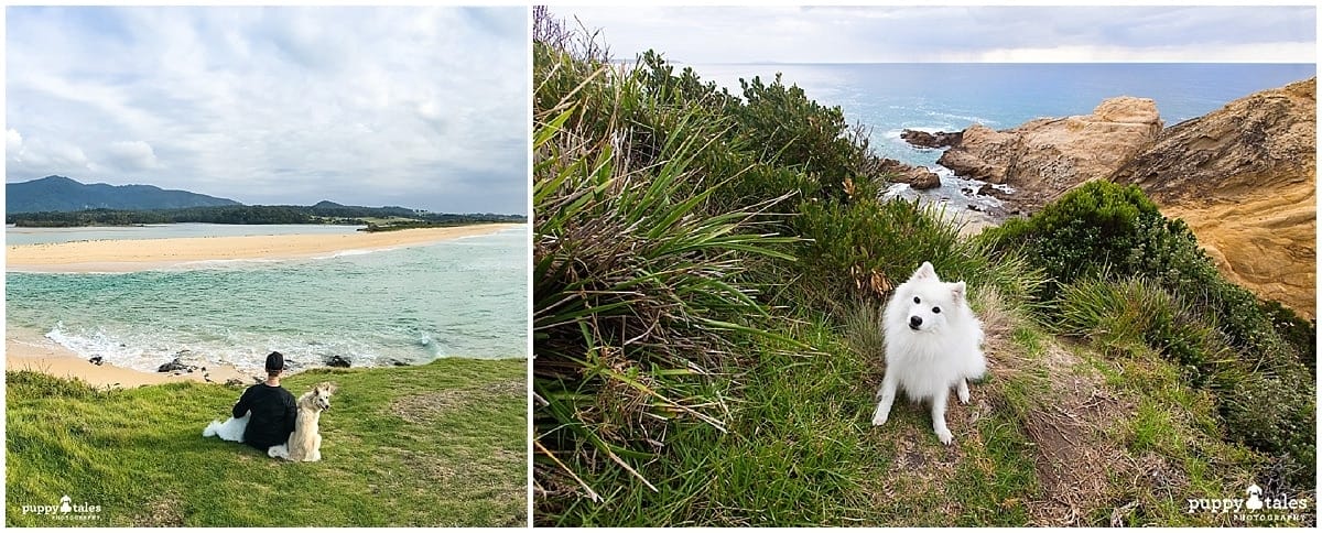 Dog Friendly Walks Bermagui