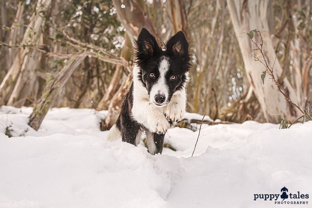 puppytalesphotography rosie thejump 1