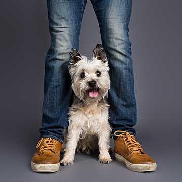 Dog Tales