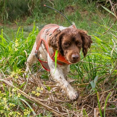 Rocky Spaniel Square copy