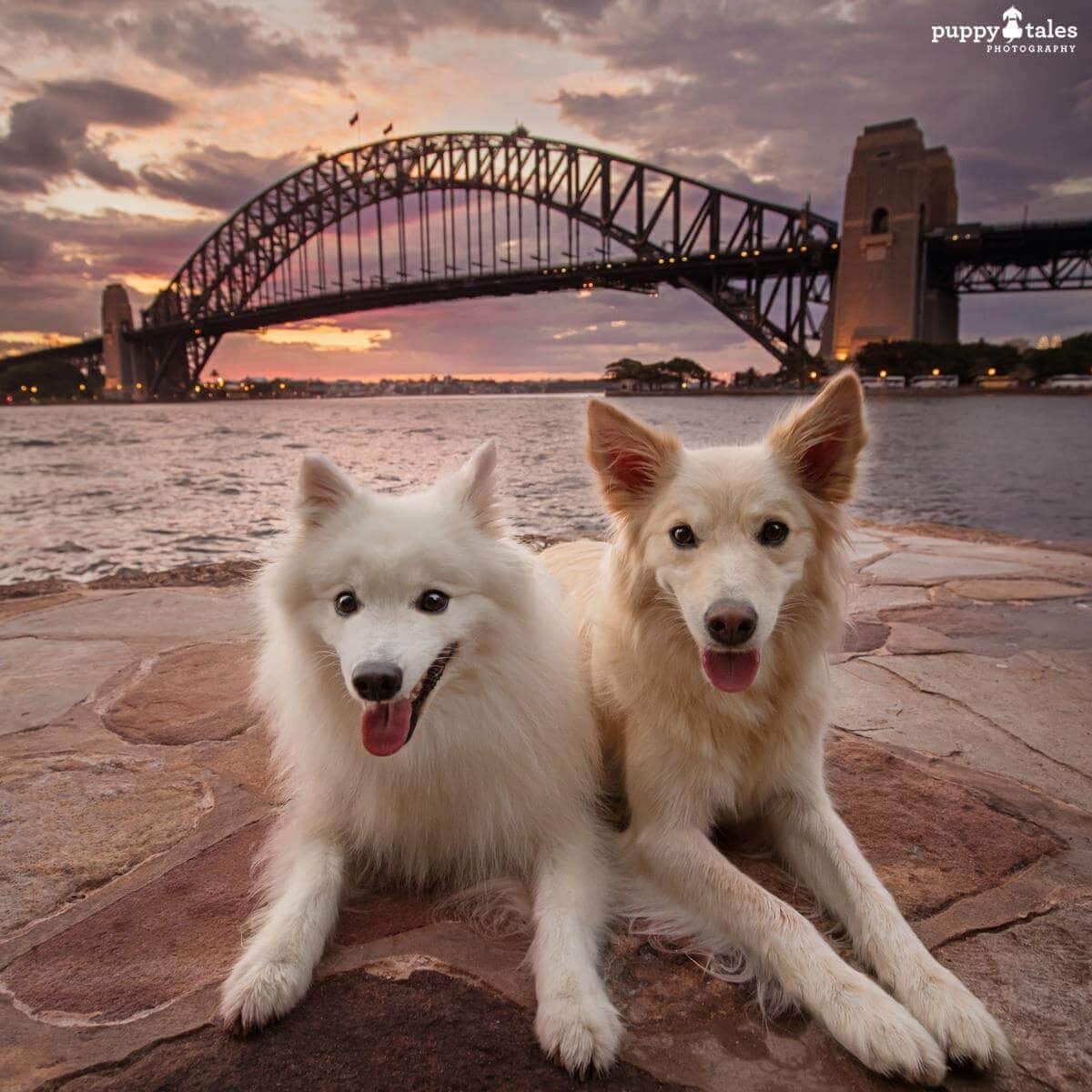 Pawsitive Travel With Dogs Dogs About Town Sightseeing