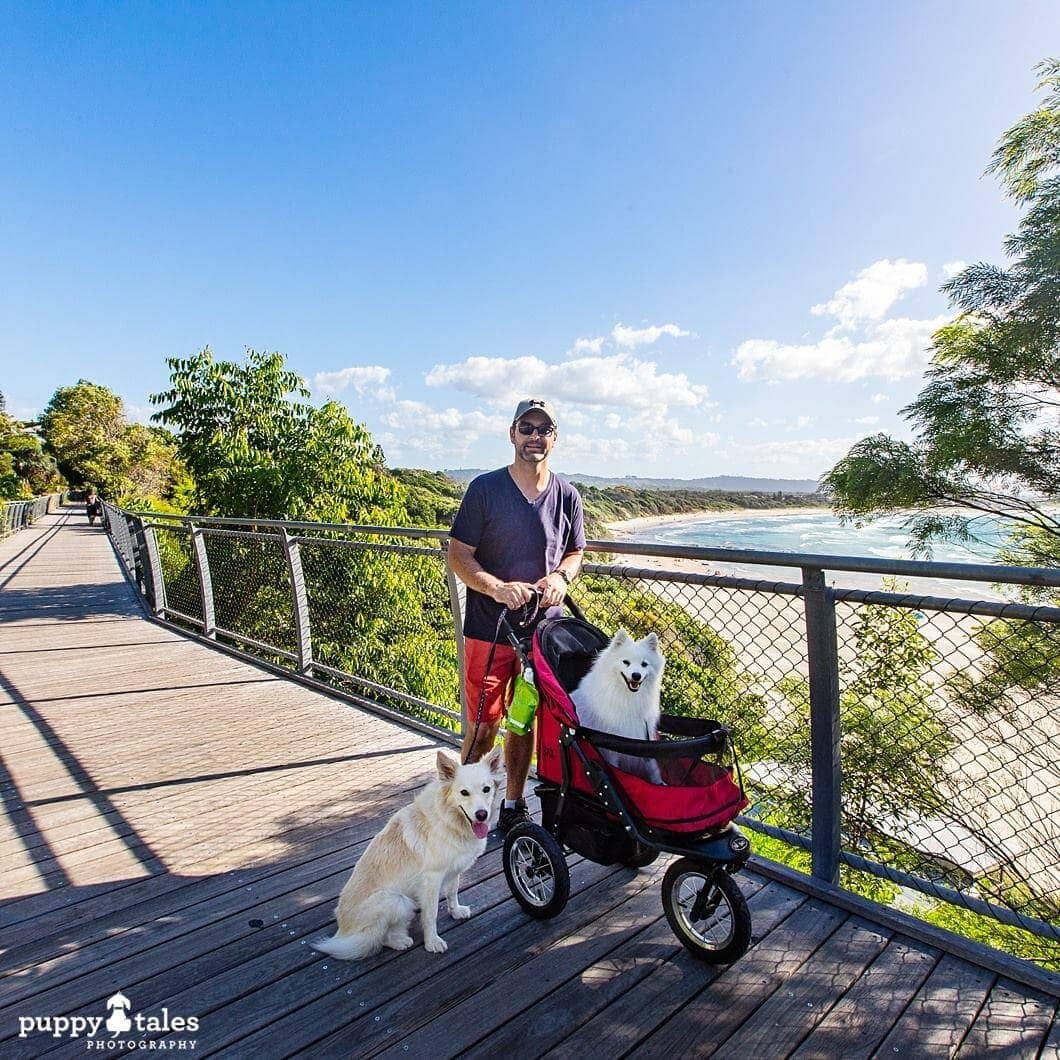 Pawsitive Travel With Dogs Dogs About Town Walking