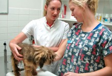The vet is shocked by Oscar/Chai’s condition